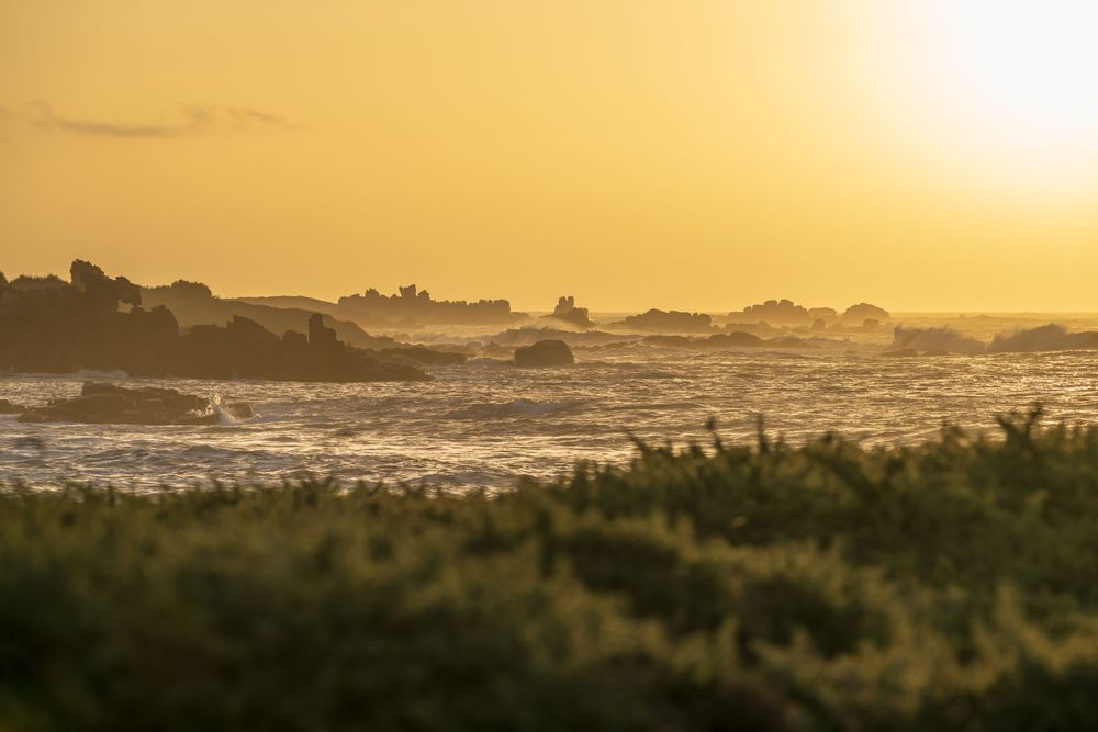 Golden sunset over rocky coastal landscape with crashing waves and silhouetted vegetation at water's edge.