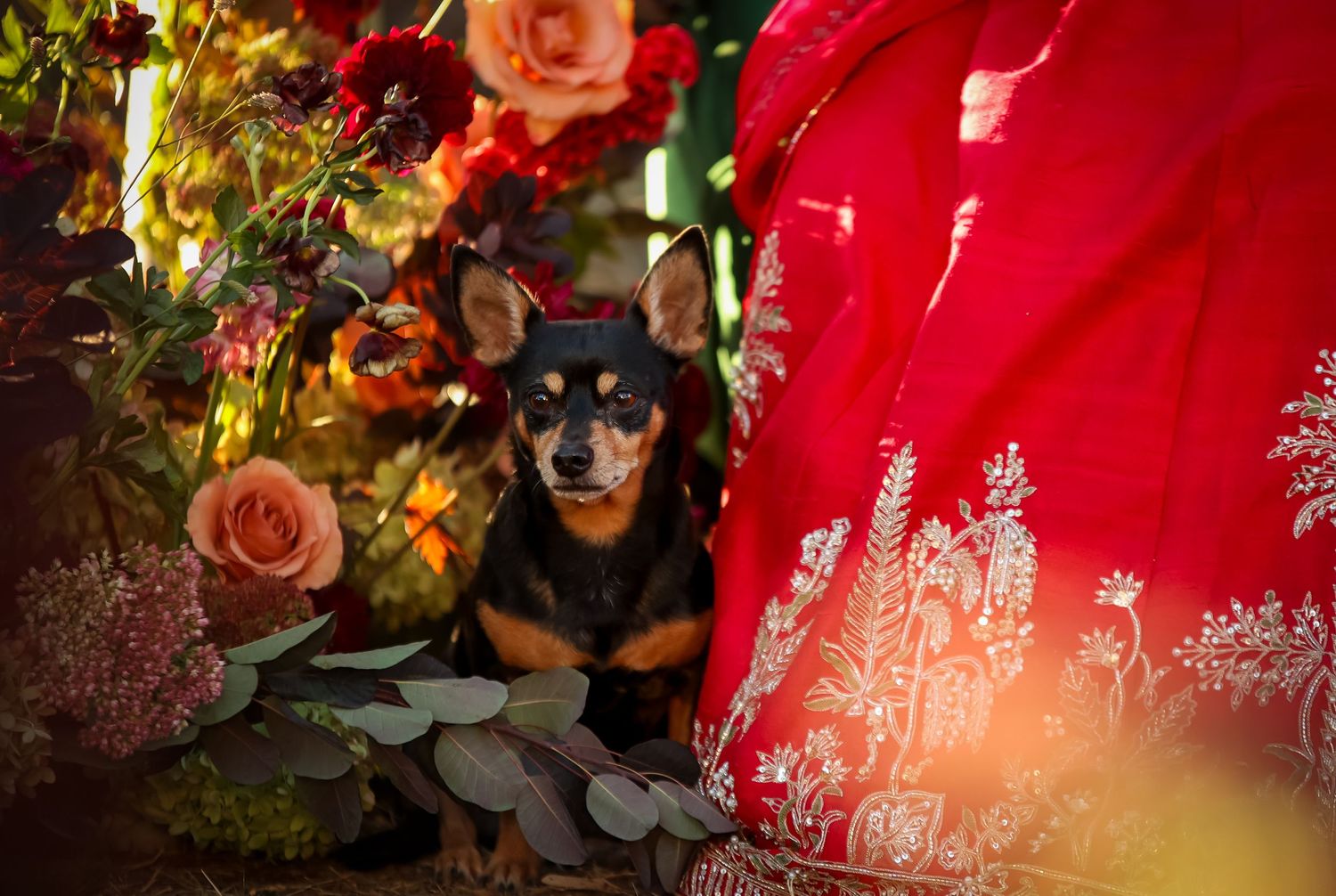 A small black dog poses among roses and red fabric during a wedding photoshoot.