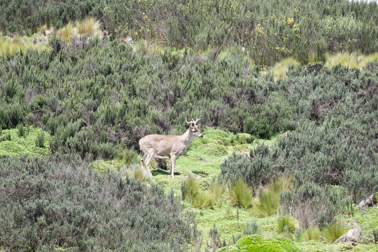 Andean White-tailer Deer
