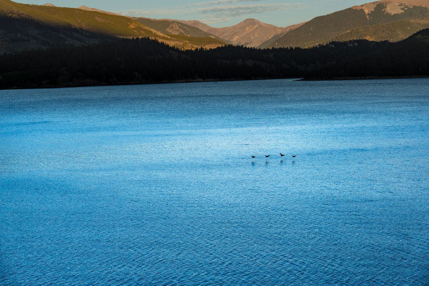 Distant birds floating on a serene mountain lake at sunset. Dillon reservoir Frisco, Breckenride, adventure sessions
