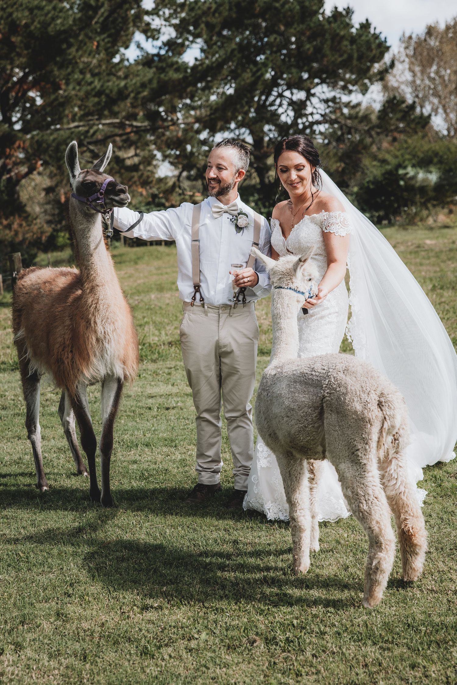 Couple are feeding Alpacas at the Porigia wedding Venue