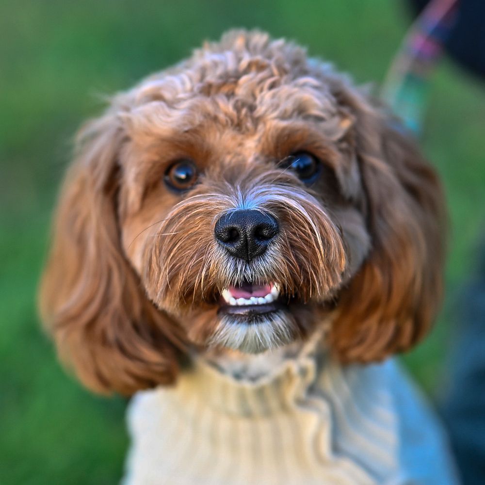 Adorable brown cavapoo dog wearing a sweater looks up at camera with a happy expression outdoors.