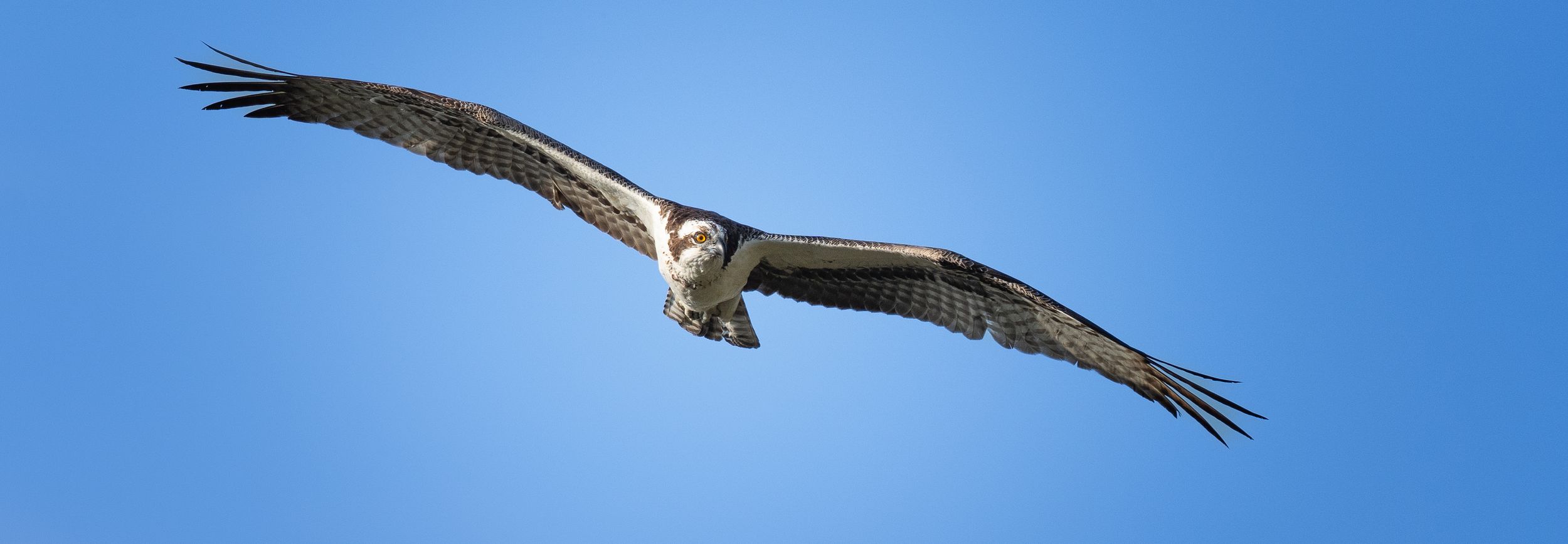 Panoramic view of an osprey soaring over Ventura, wings fully extended against a bright blue sky