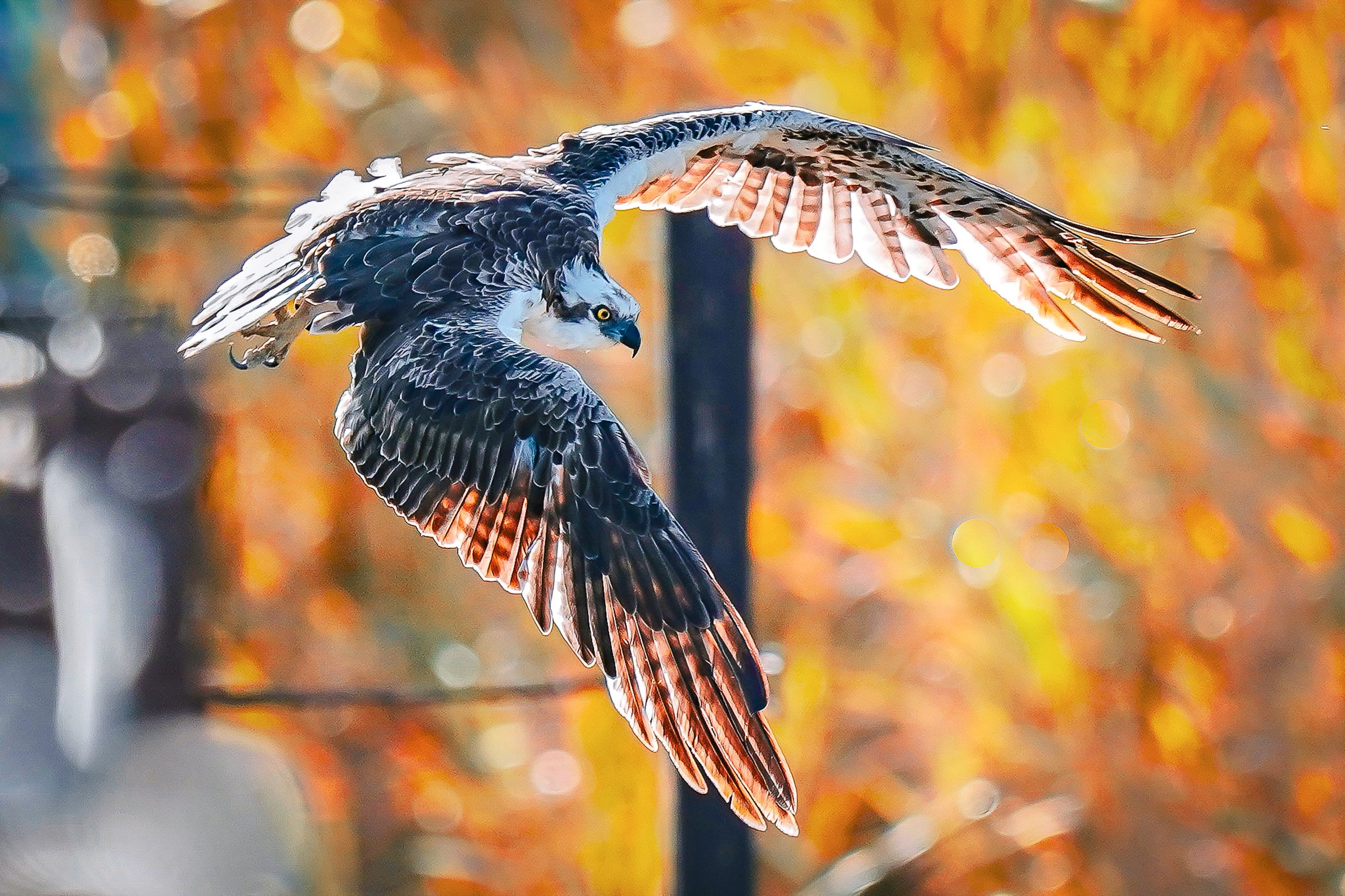 Intense close-up of an osprey in Ventura, California, with piercing yellow eyes and crisp feather textures against a soft coastal backdrop