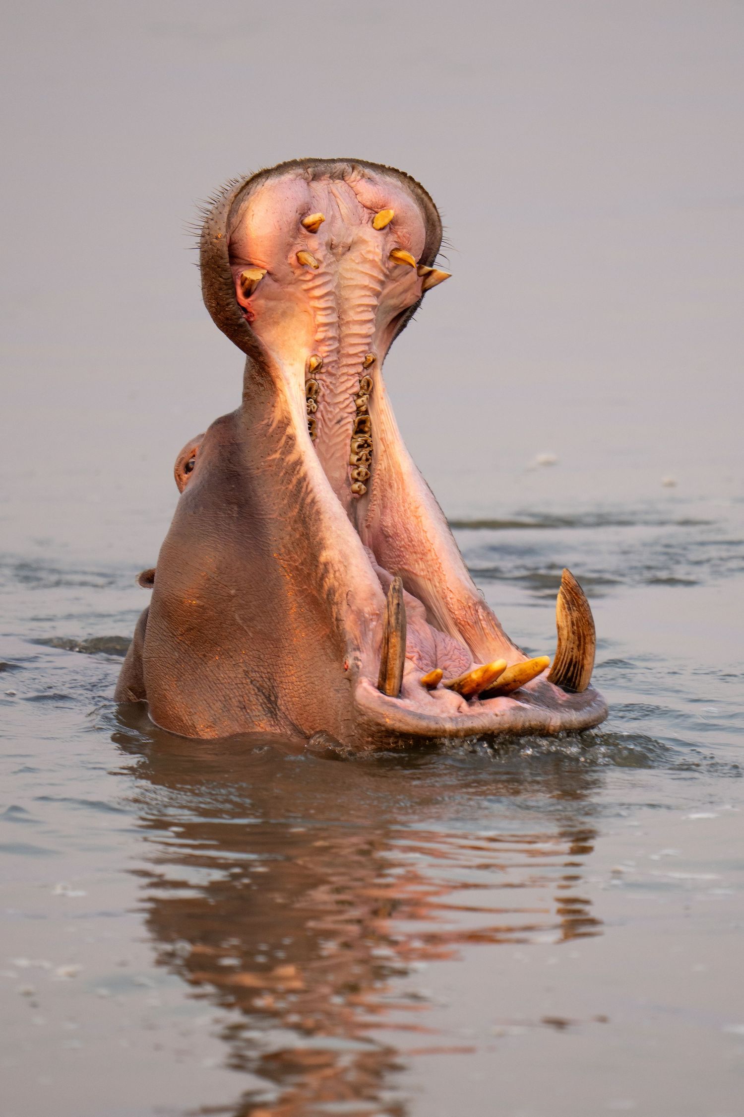 Hippo yawning with open mouth displaying large teeth in river water.