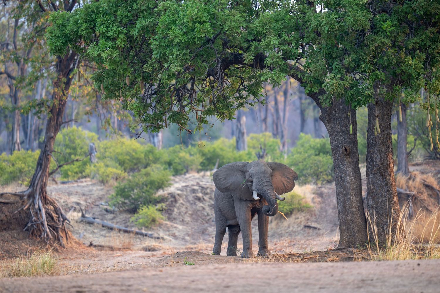Elephants walking through a green wooded area in single file.