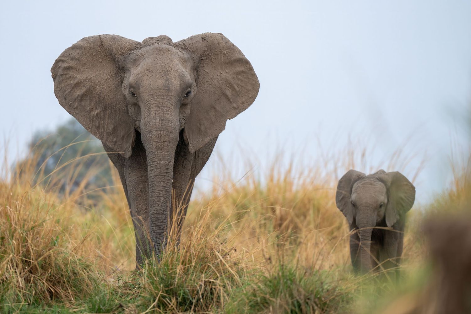 Close-up panoramic view of African elephants walking through tall grass in natural habitat.
