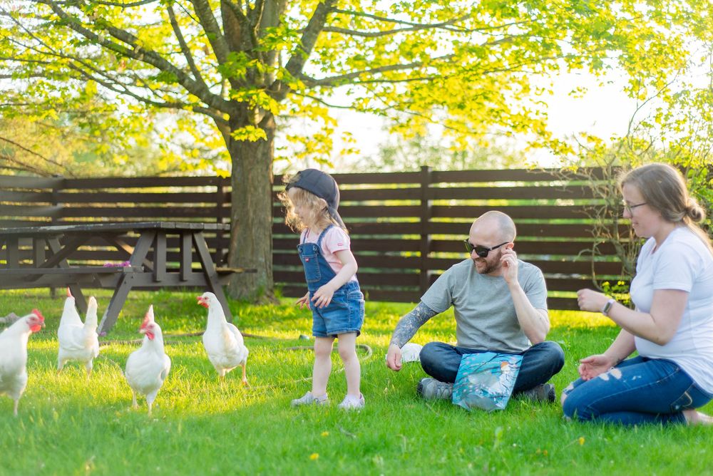Family and ducks gather in sunlit backyard with wooden fence and leafy trees overhead.
