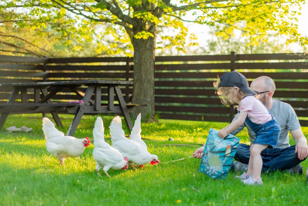 White geese grazing on green grass near a wooden fence while someone offers them food.