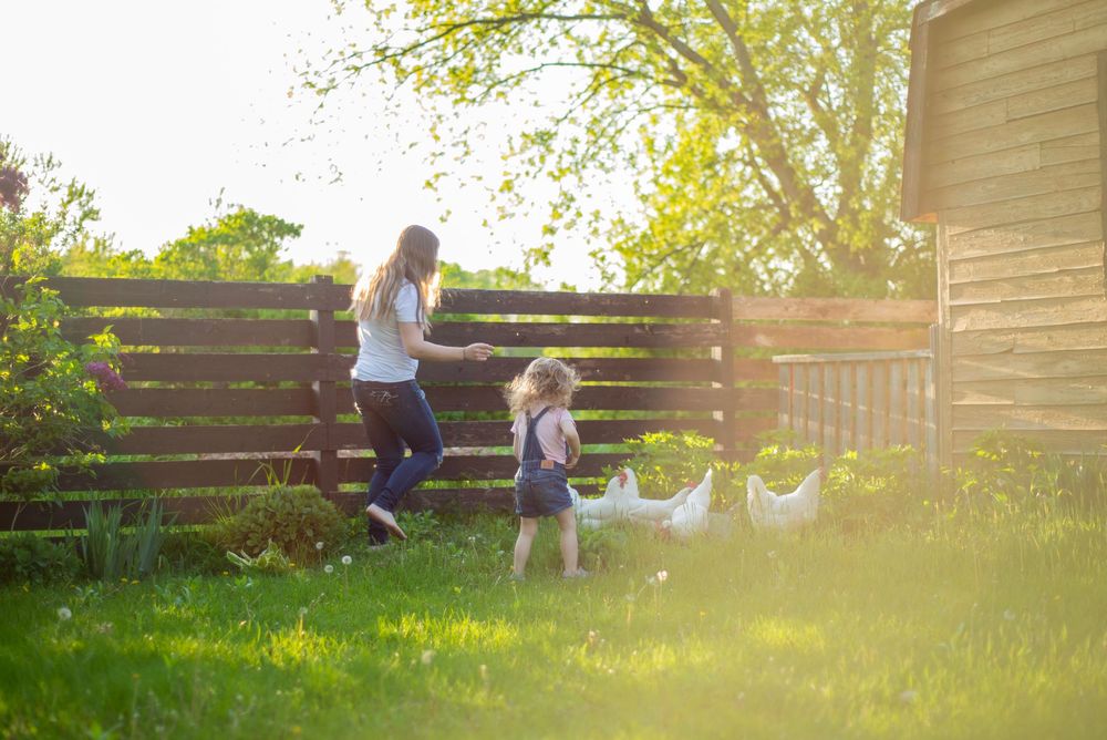 Two white ducks follow visitors in a sunlit backyard garden with wooden fence and lush green grass.