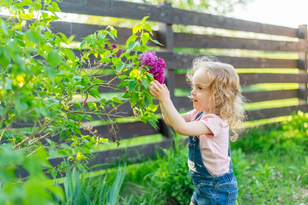 Young child reaching up to touch purple lilac blooms in a sunny garden with wooden fence in background.