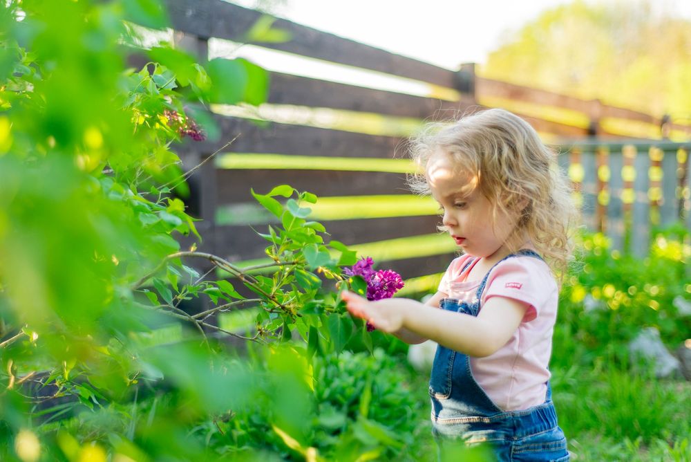 Child exploring flowering plants in spring garden next to wooden fence on sunny day.