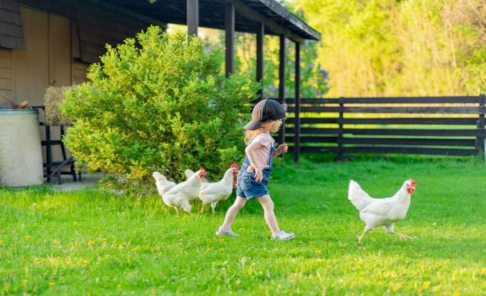 A toddler runs through a sunny backyard lawn while being followed by white chickens near a house with bushes.