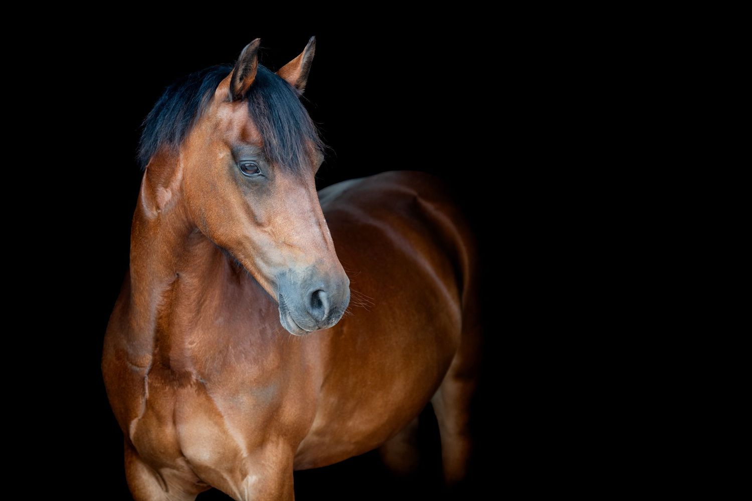 A majestic bay horse portrait against a black background, showcasing its glossy chestnut coat and dark mane.