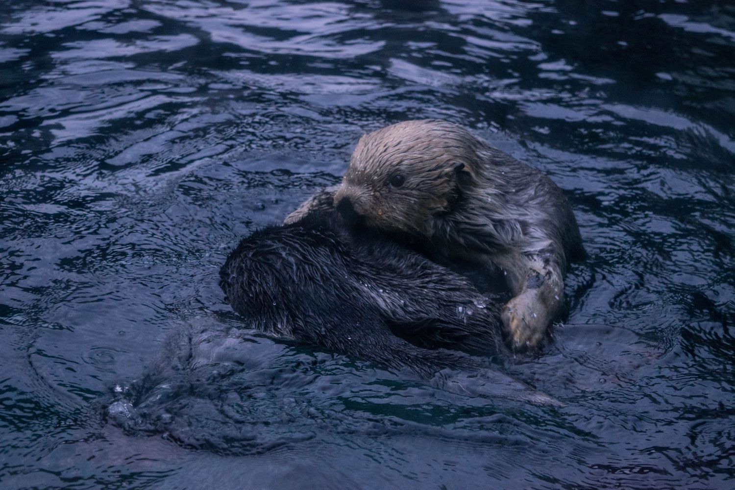 Sea otter resting on a rock while floating in dark blue water.