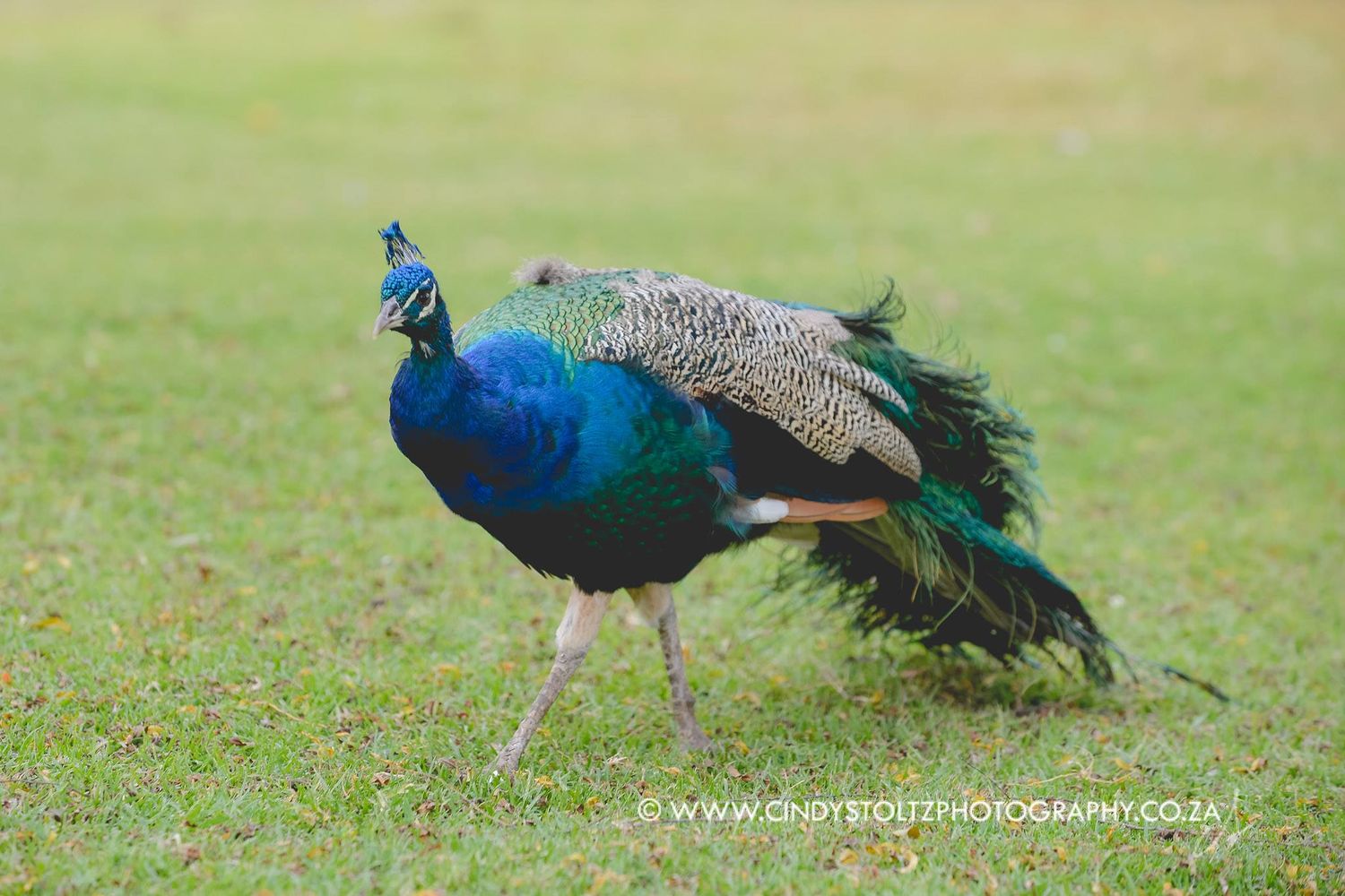 peacock in the animal park