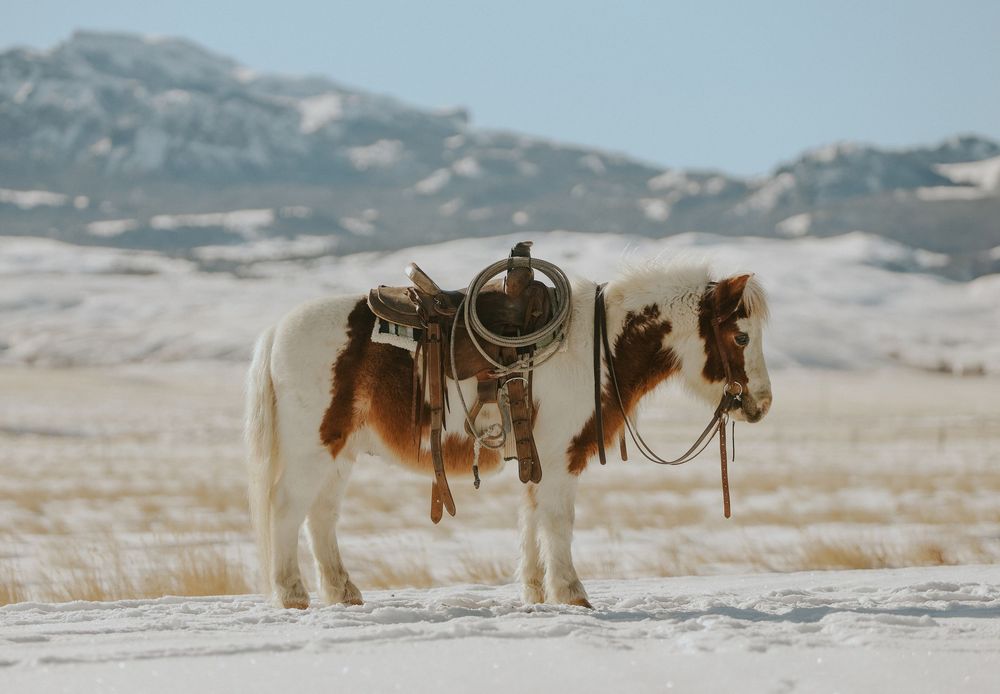Equine Photography