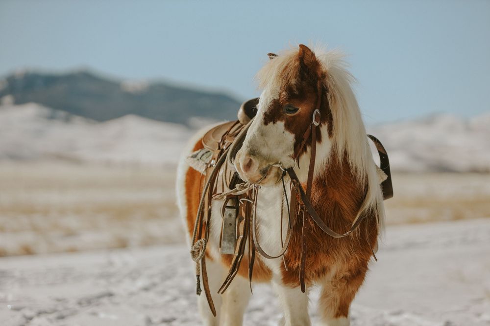 Equine Photography