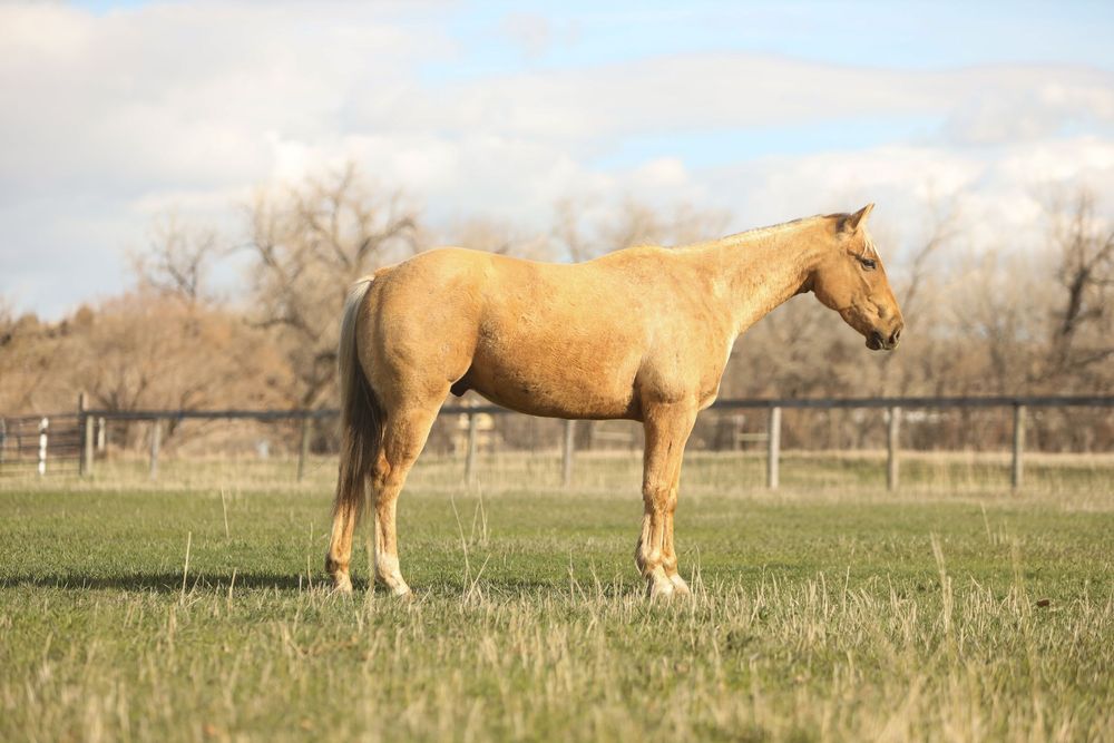 Equine Photography