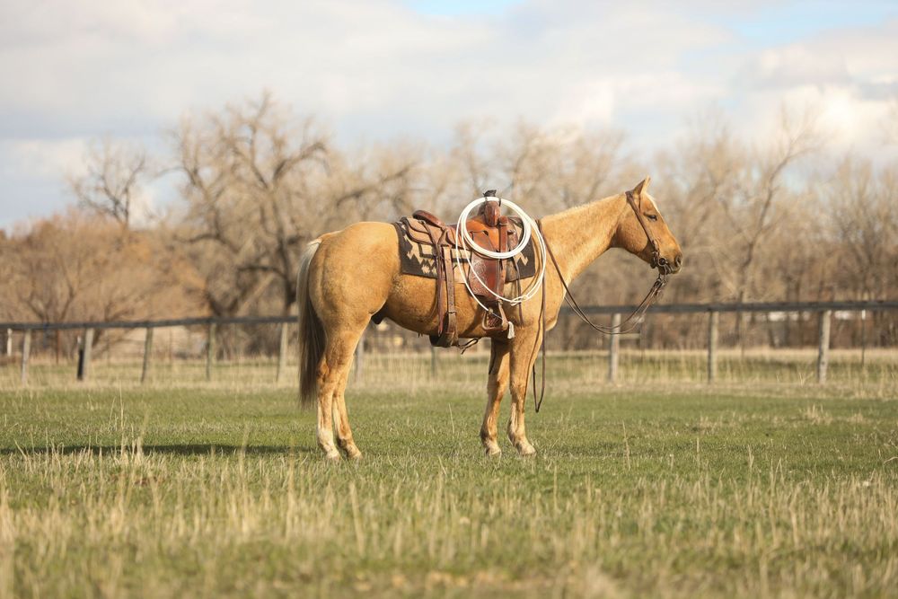 Equine Photography