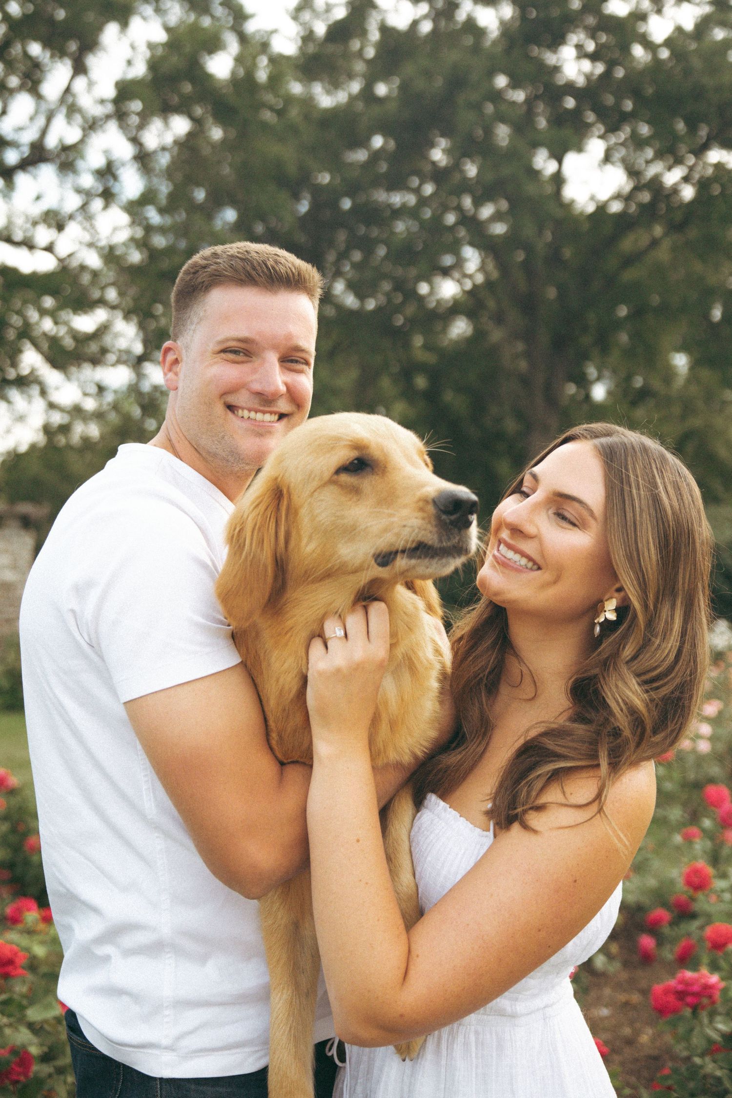 A couple laughs while hugging their golden retriever in a blooming rose garden.