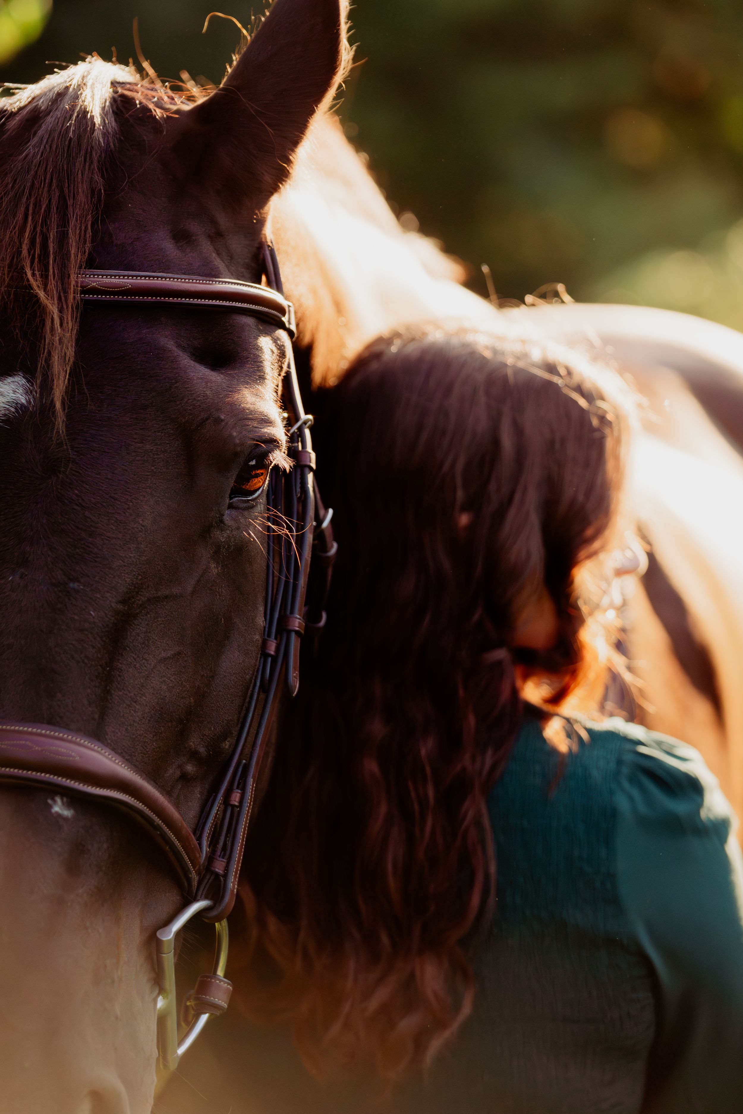 Close-up of a dark brown horse wearing a bridle in golden sunlight.
