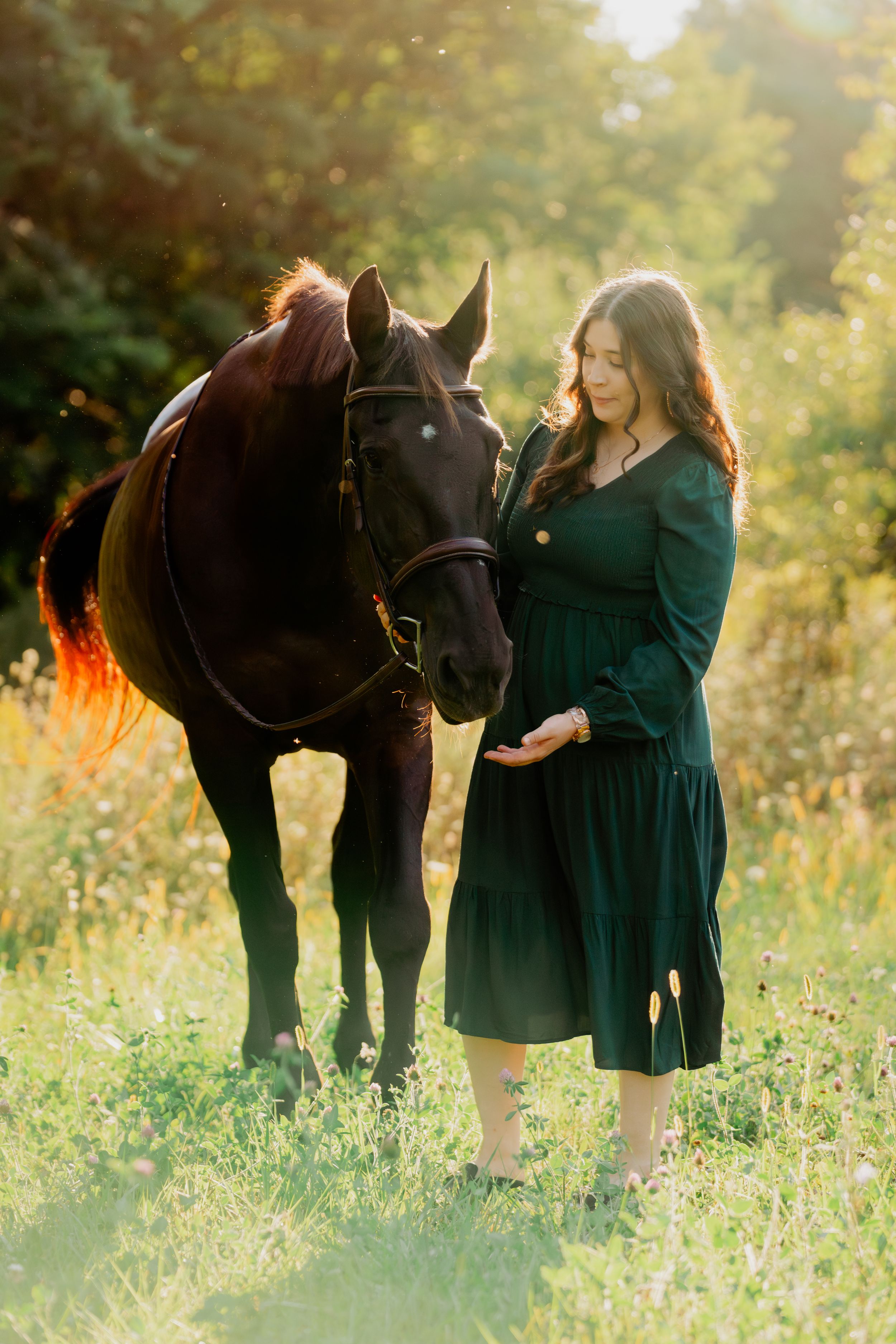 A beautiful dark horse and companion standing together in a sun-drenched meadow at golden hour.
