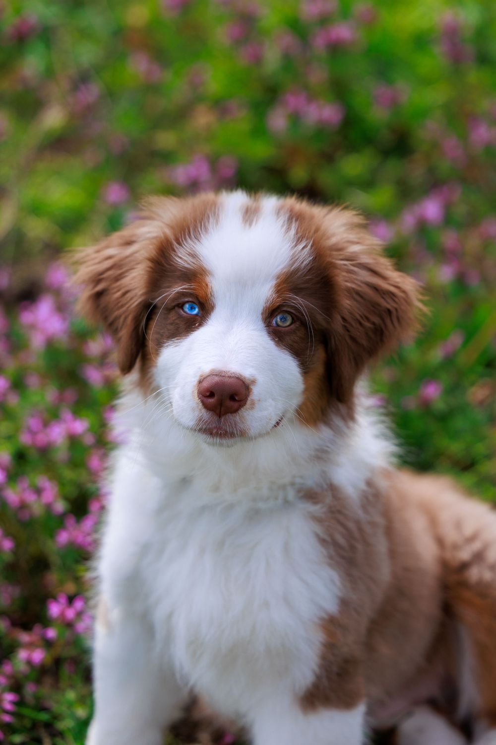 Adorable brown and white Australian Shepherd puppy with blue eyes sitting among pink heather flowers in a garden.