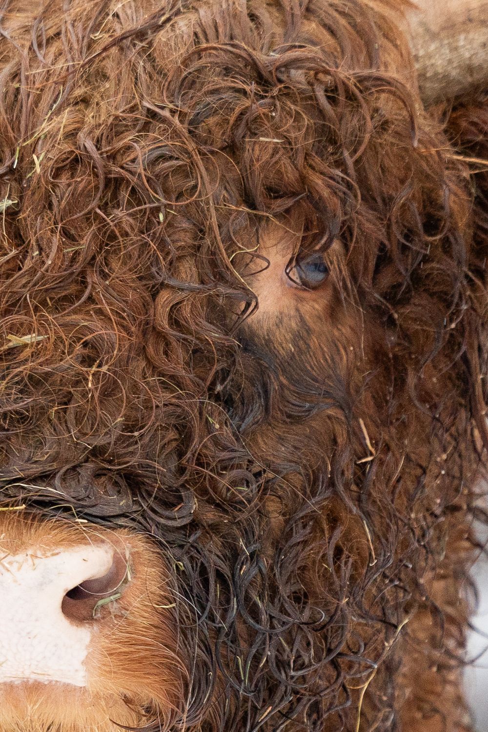 Schotse hooglander