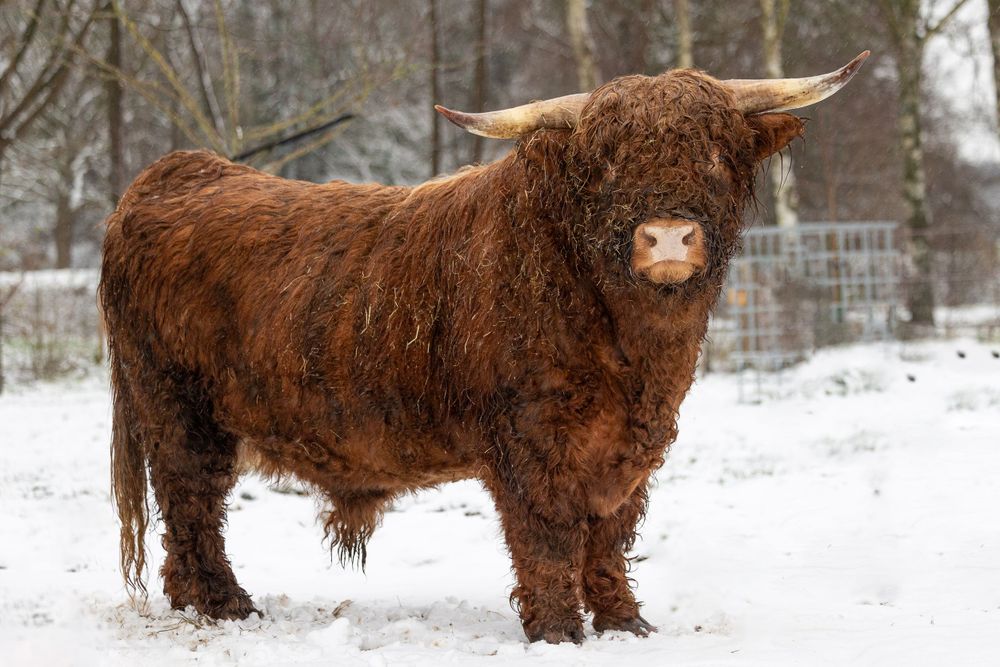 Schotse hooglander