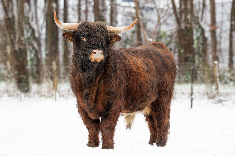 Schotse hooglander