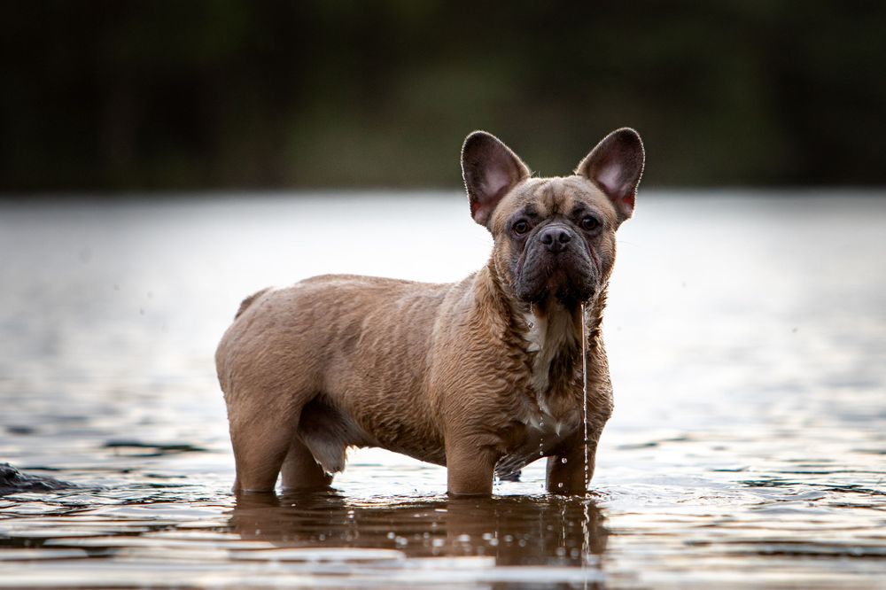 Hond