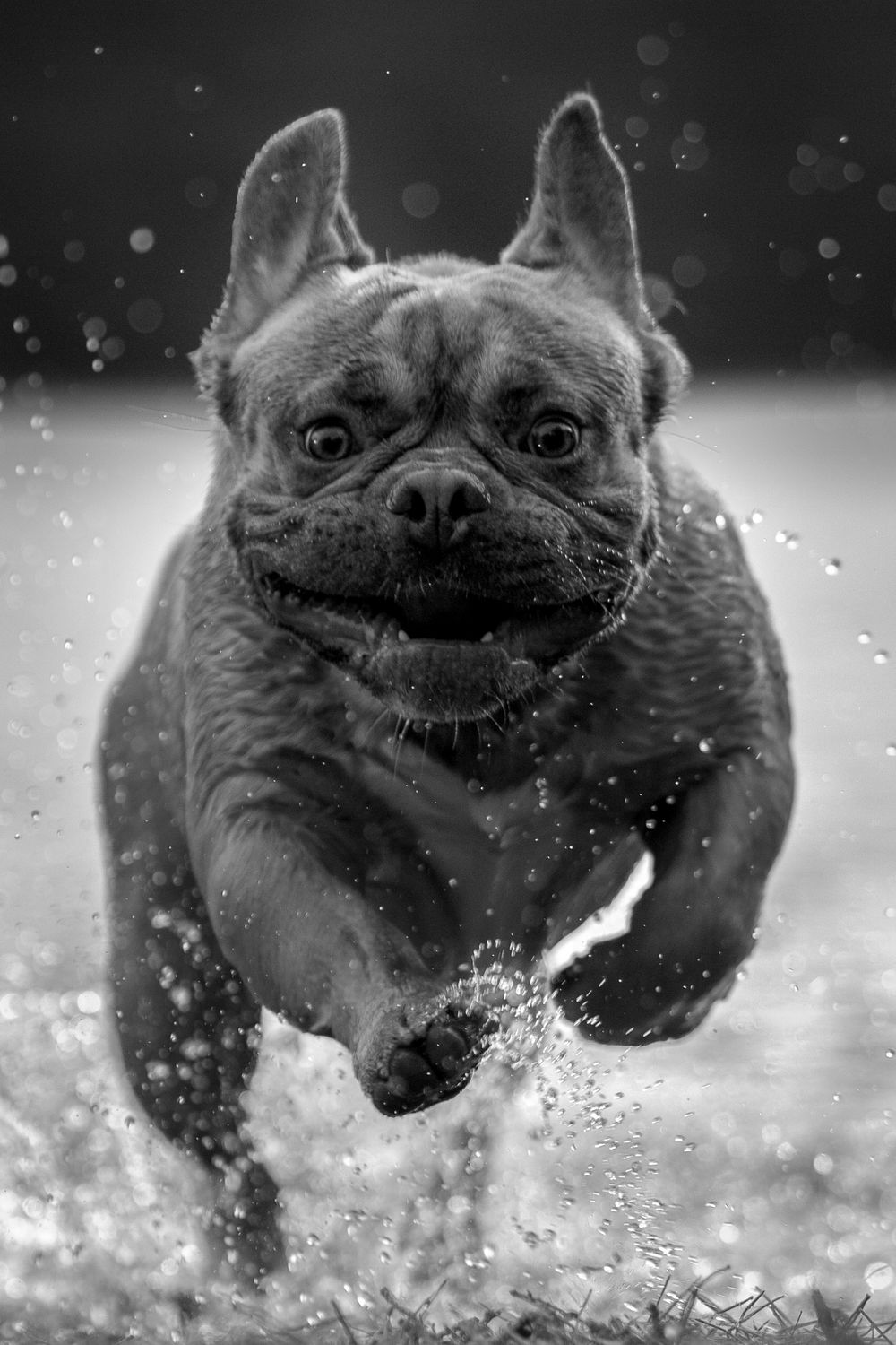 Hond