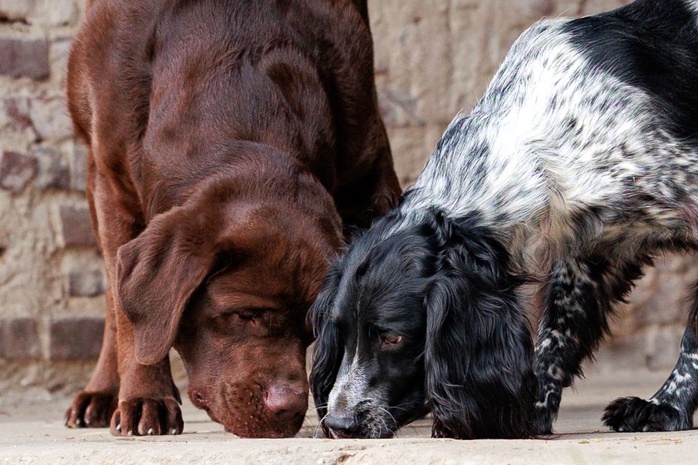 Two dogs, a chocolate lab and a black spaniel, sniff and interact with each other in front of a brick wall.