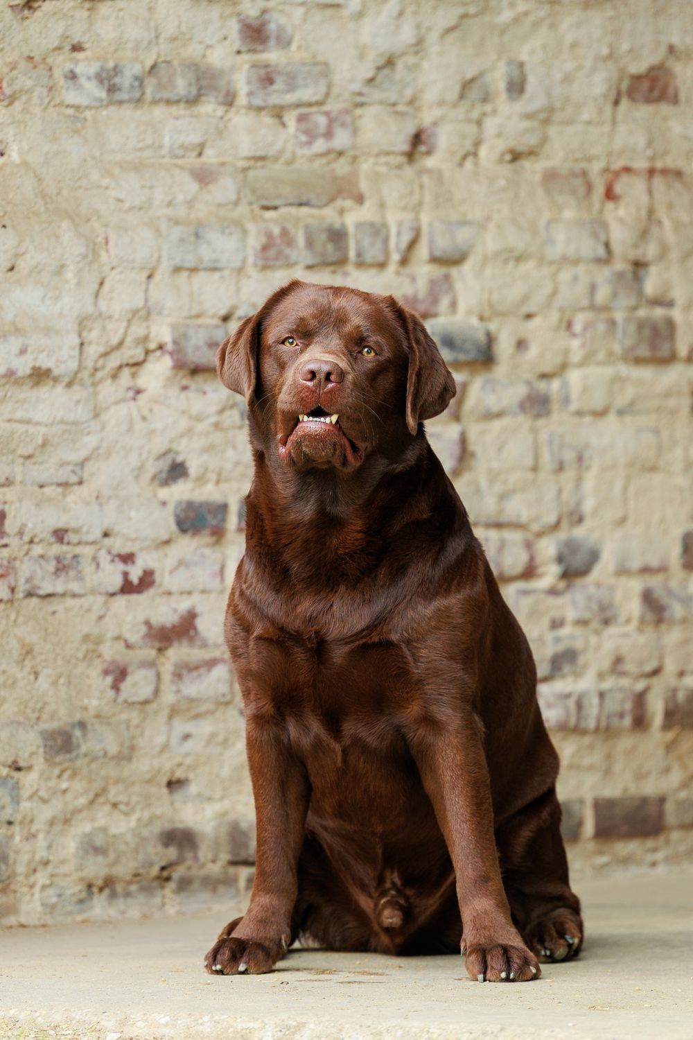 Chocolate Labrador puppy sitting against a brick wall shown in a sequence of four similar poses.