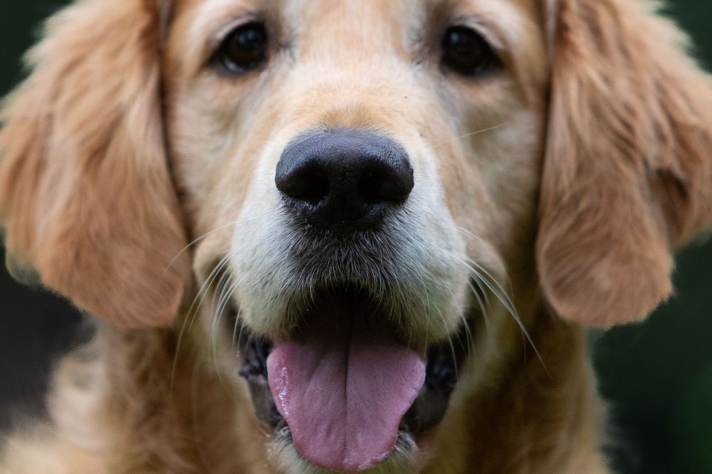 Golden retriever