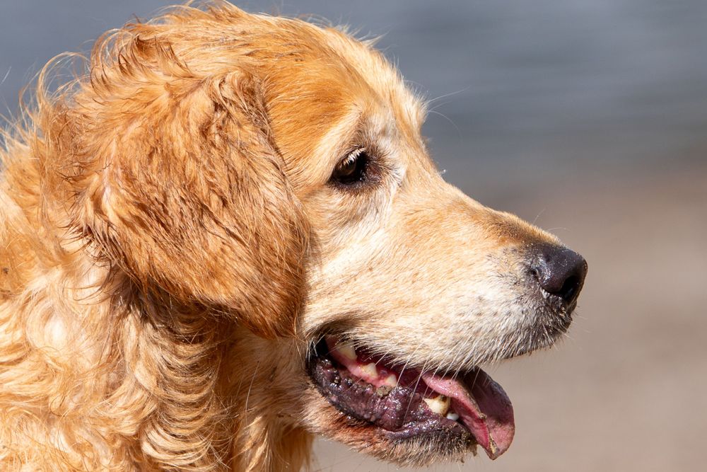 Golden retriever
