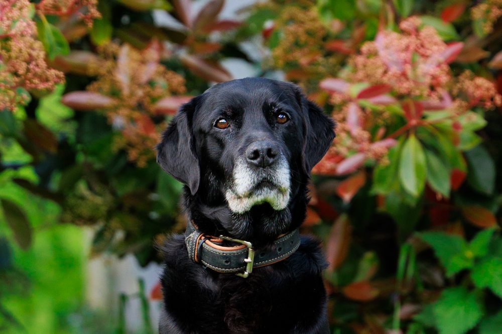 Elderly black Labrador Retriever with graying muzzle wearing a collar, surrounded by lush red and green garden foliage.