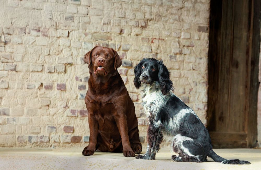 dogs lounging in front of a rustic brick wall with wooden door, including a Lab, Border Collie, and Spaniel.