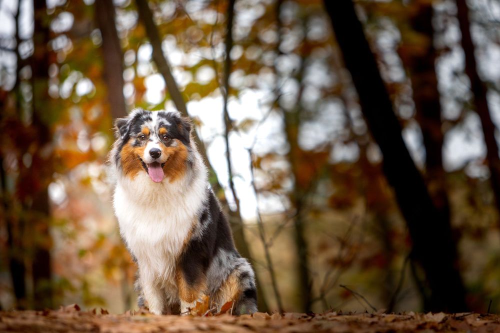 Hond