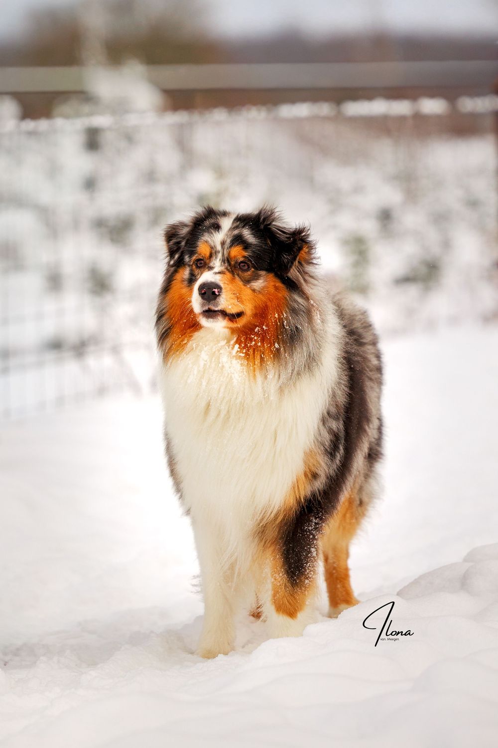 An Australian Shepherd dog plays in deep snow during winter, showing its beautiful tri-colored coat and alert expression.