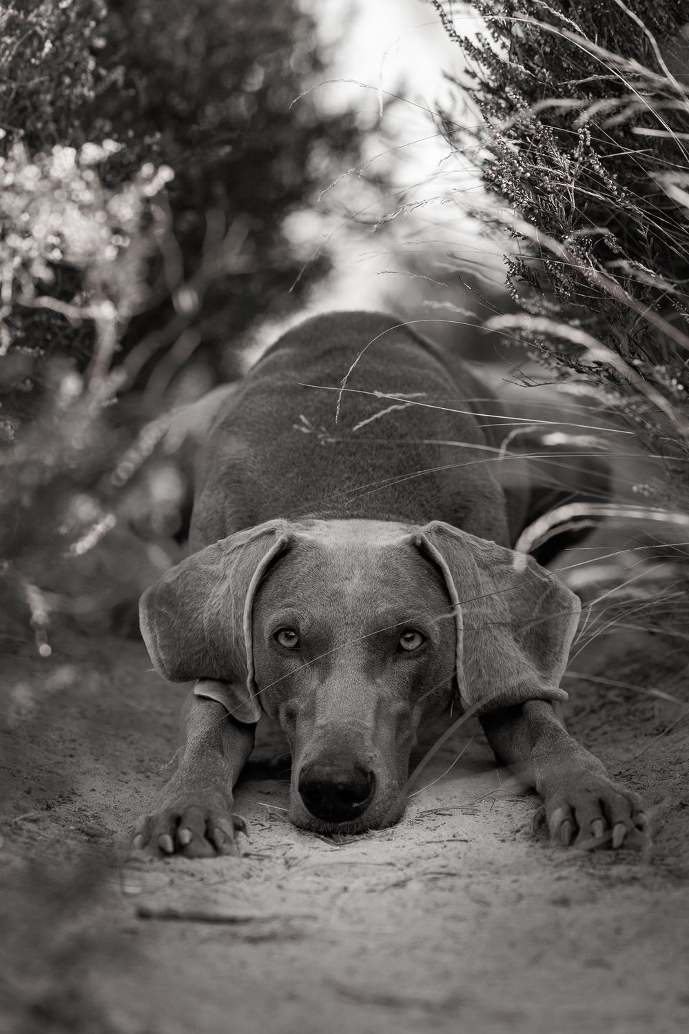 Black and white portrait series of a sleeping dog resting peacefully on the ground with soft focus and dreamy lighting.