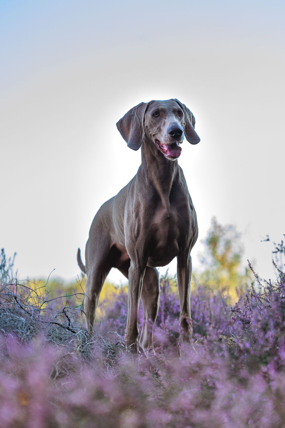 Brown Weimaraner dog stands alert in blooming purple heather field during golden hour.
