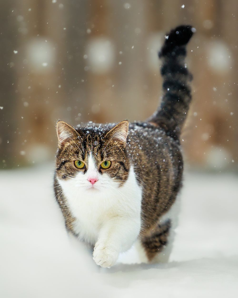 Tabby and white cat walking through fresh snow with snowflakes falling in a winter wonderland scene.