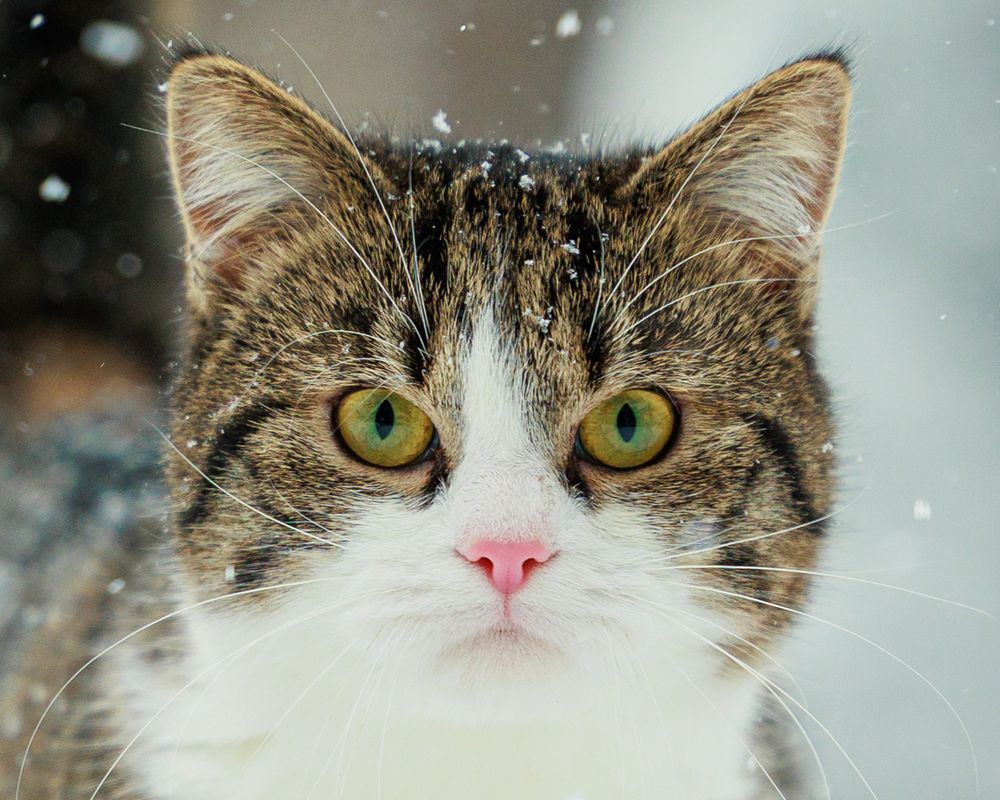 A close-up photo of a brown and white cat's face with bright yellow-green eyes looking at the camera in snowy weather.