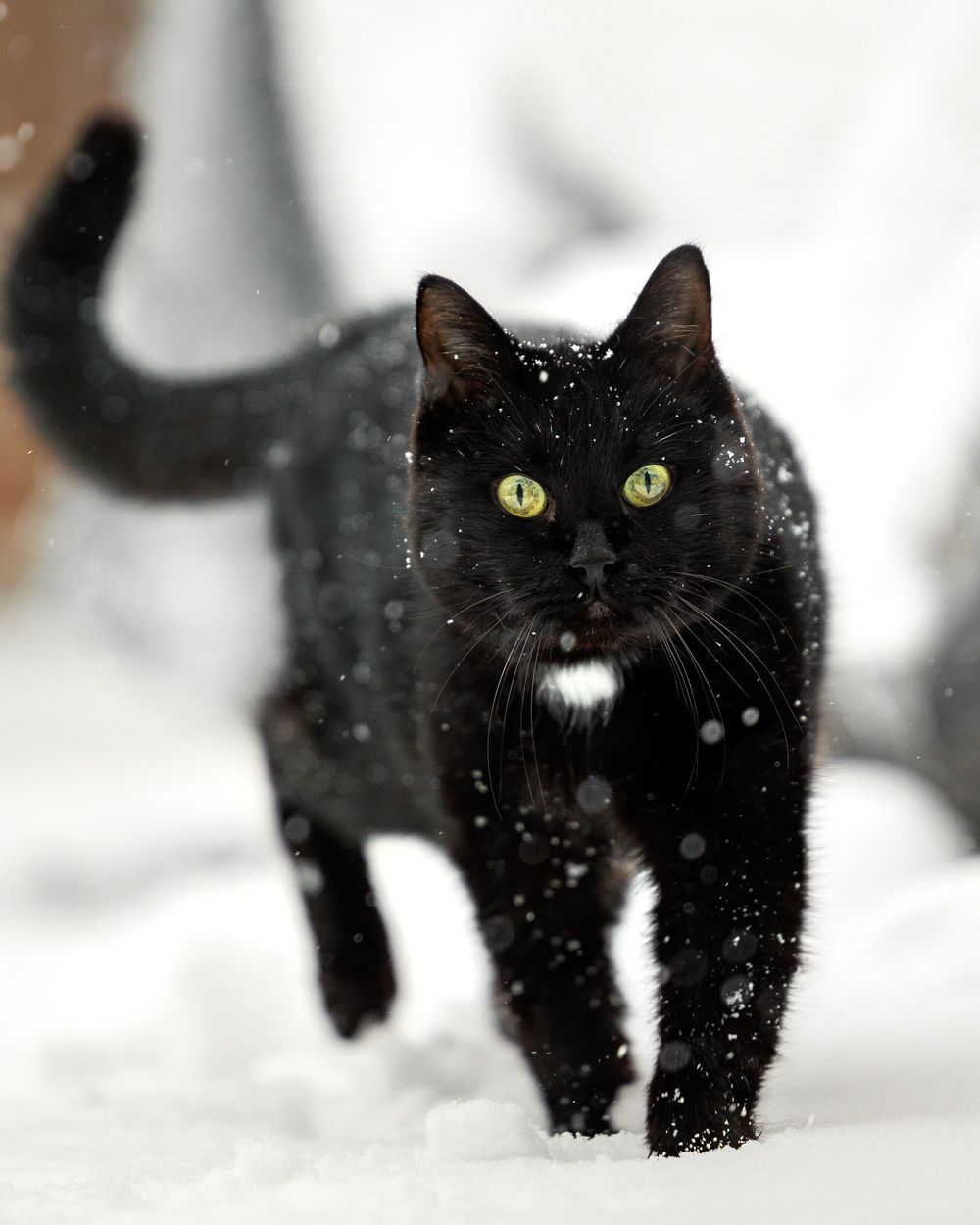 A black cat with bright green eyes walks through falling snow, with a small white patch on its chest.