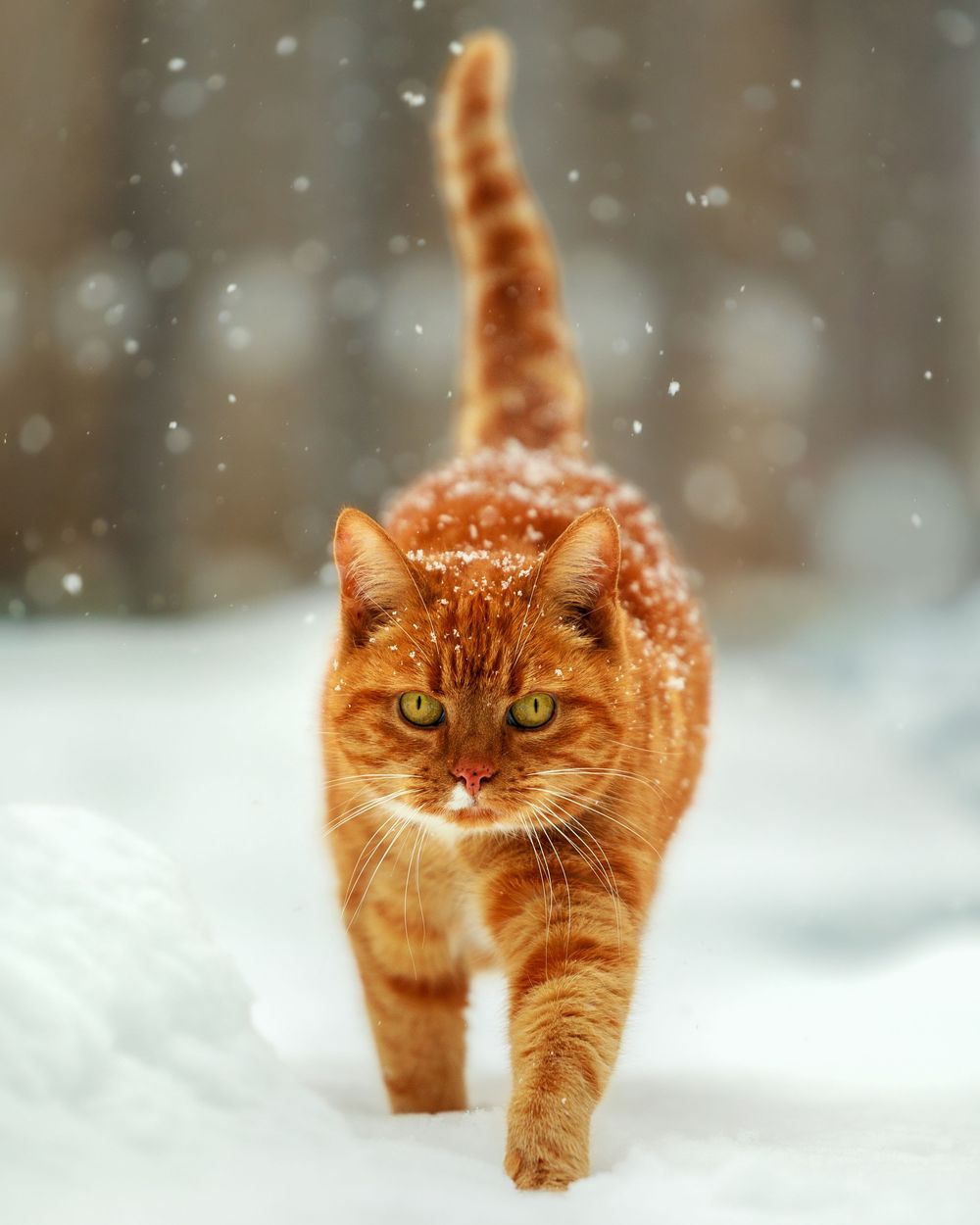 An orange cat walks through deep snow while snowflakes fall around it, creating a magical winter scene.