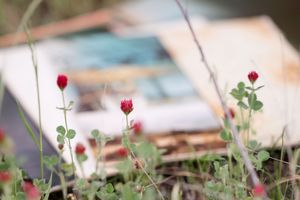 Small red wildflowers grow in soft focus with blurred background elements creating a dreamy garden scene.