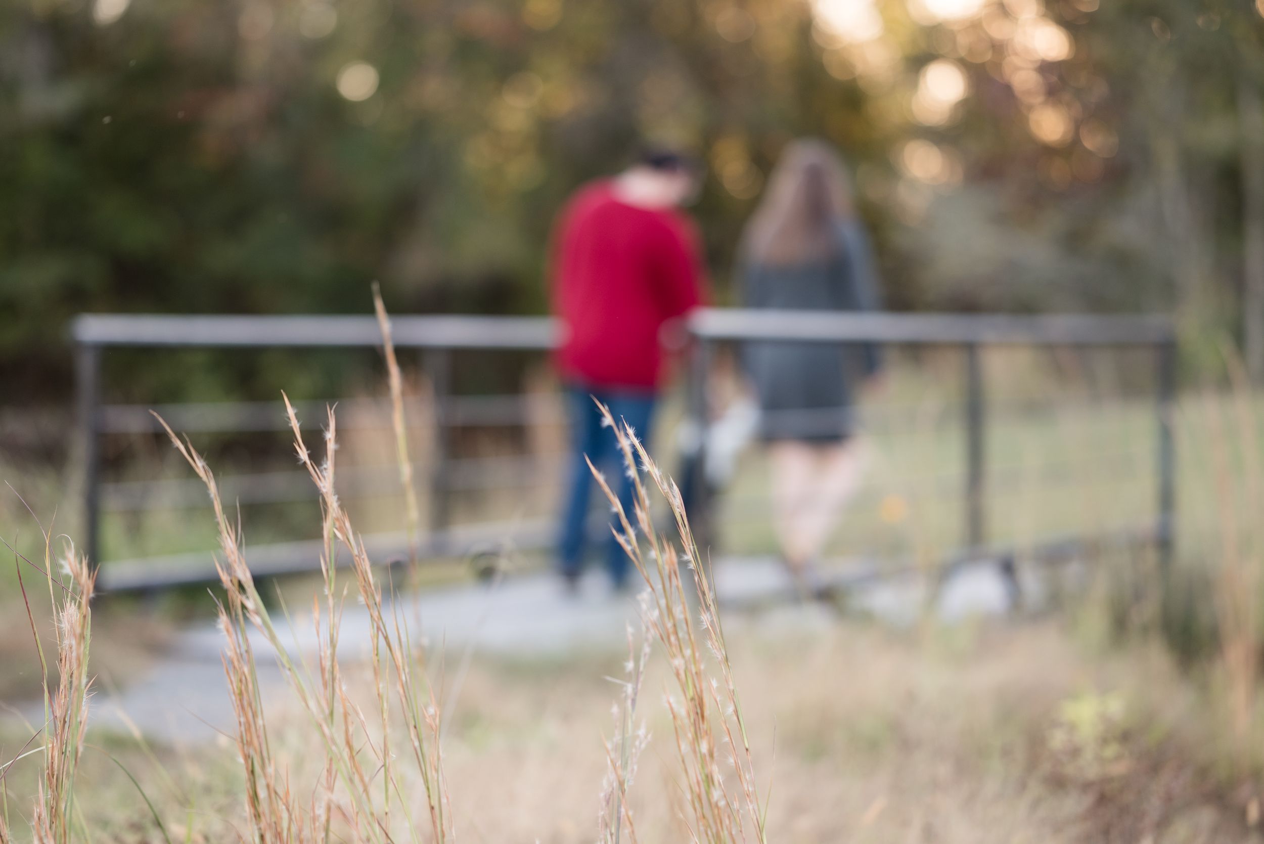 Tall golden grass sways in the breeze during sunset with blurred trees and people in the background.