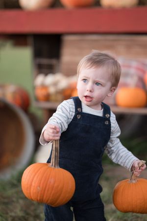 A toddler in navy overalls explores orange pumpkins at a fall harvest display.